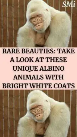 Rare Beauties: Take a Look at These Unique Albino Animals With Bright White Coats