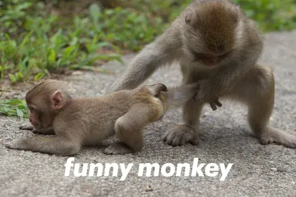 funny monkey