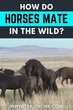 How do horses mate in the wild?