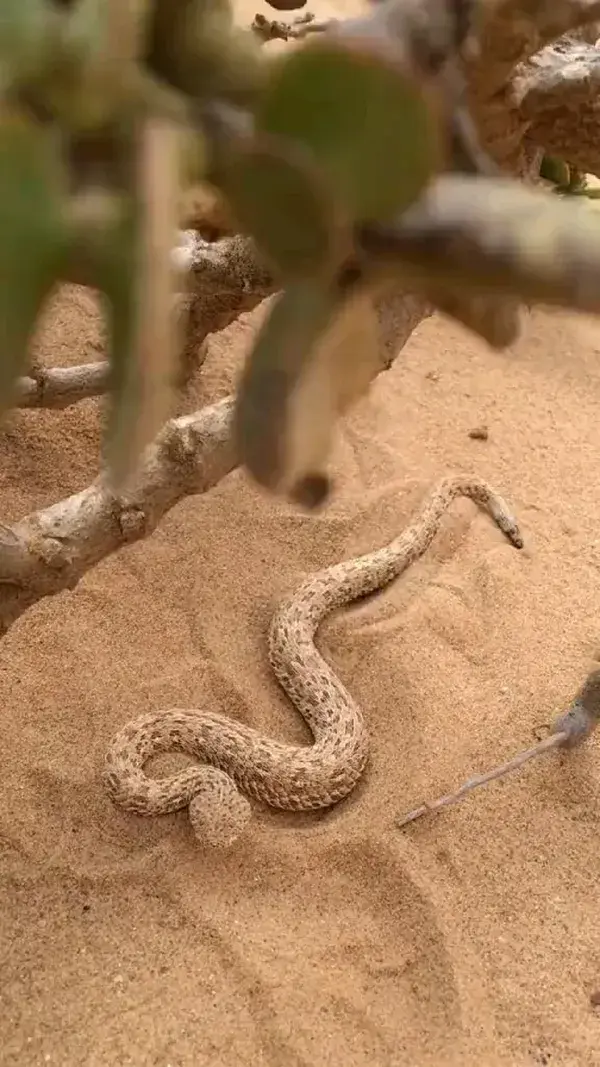 This is an amazing snake who need to kill his eat. Really It's a nice advantage for this snake.