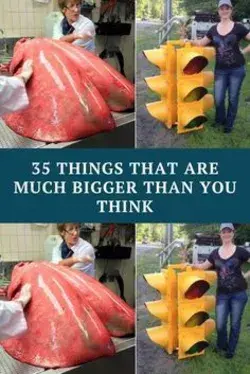 35 Things That Are Way Larger Than You Think