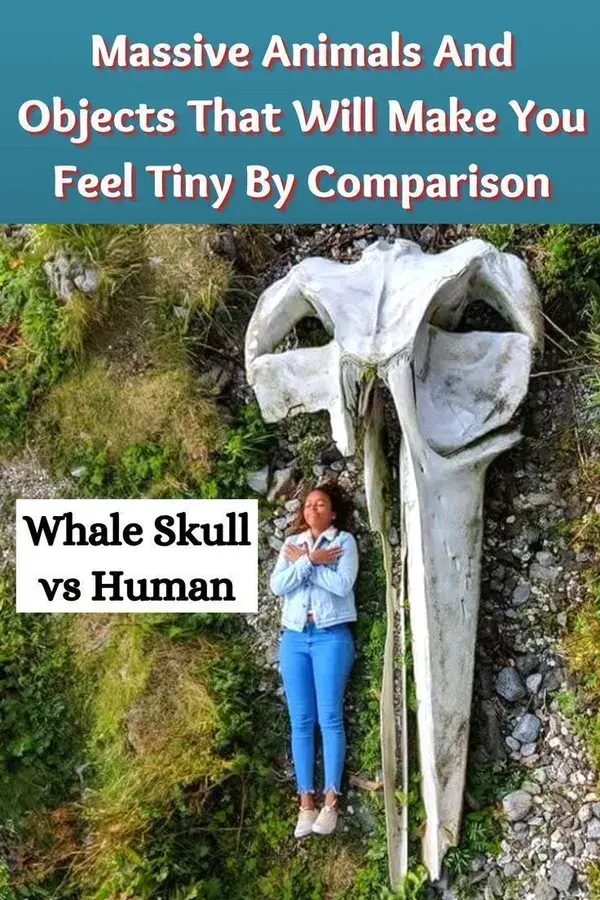 Massive Animals And Objects That Will Make You Feel Tiny By Comparison