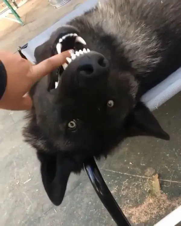 Beautiful smile 😂🐺