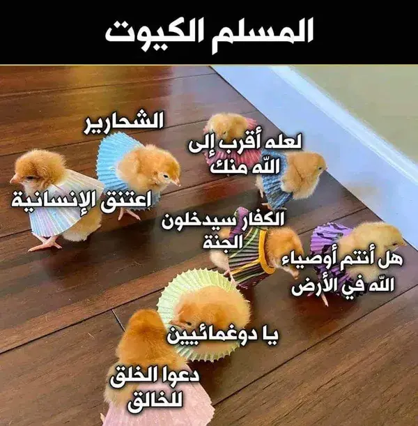 المسلم الكيوت