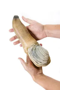 geoduck mug