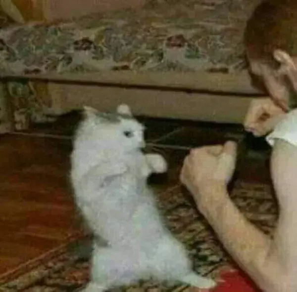 Cat fighting