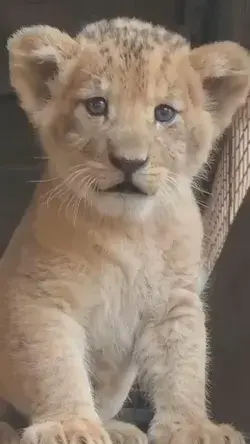 Adorable! Cub calling for his mother!! ‿ℒℴνℯ⁀❤️