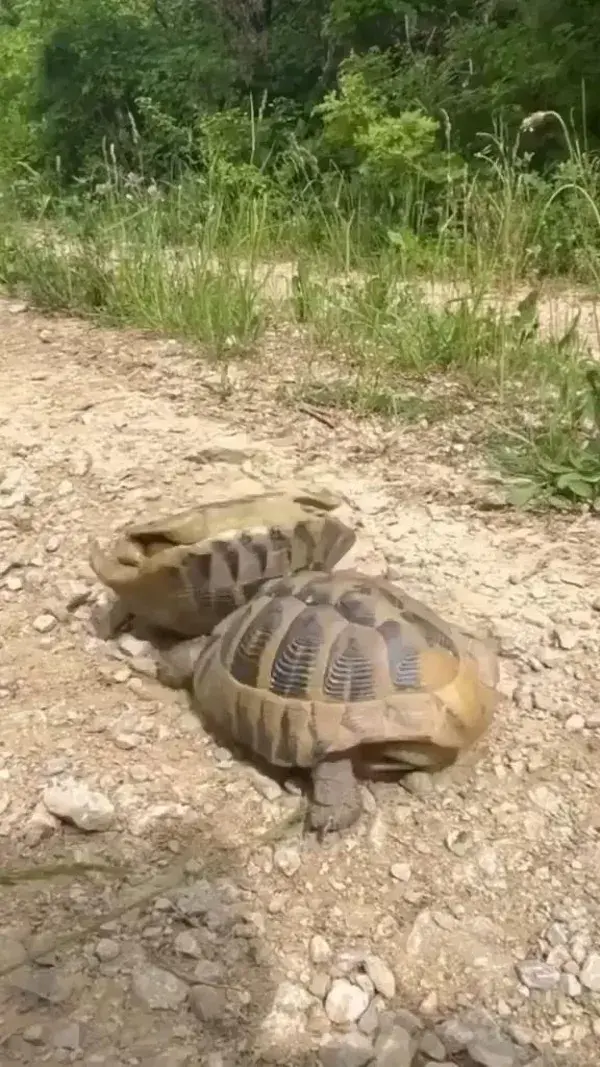 Tortoise Fight !!