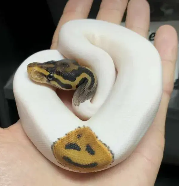 Happy snake!