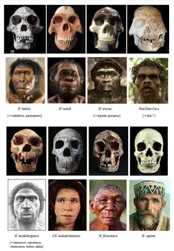 Species of the genus Homo