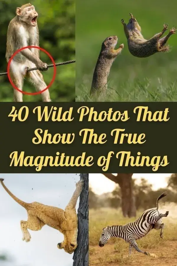 40 Wild Photos That Show The True Magnitude of Things