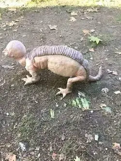 Strange Creatures Exist in Real Life? Is it true that this creature is an alien?