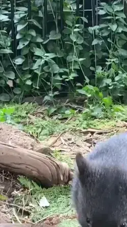 Cute wombat.