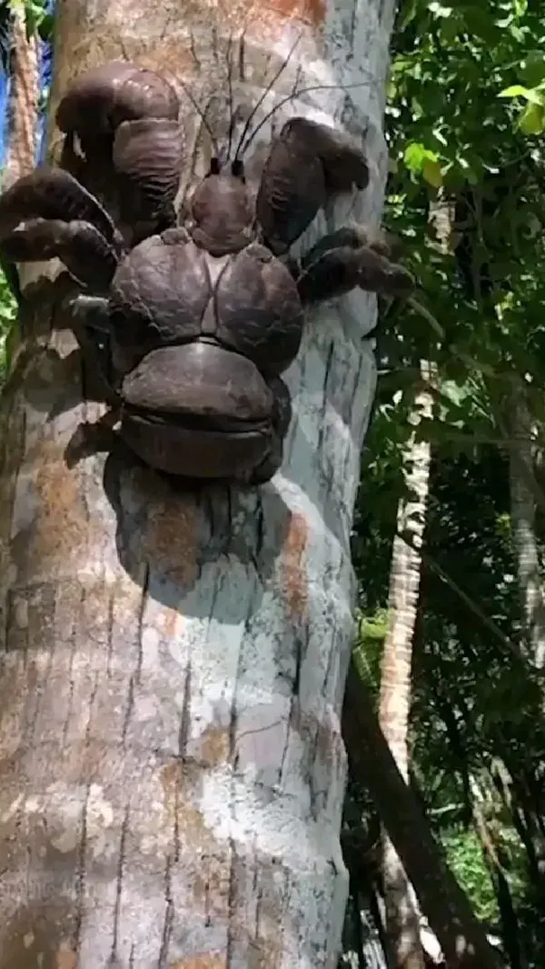 Giant coconut crab on a tree 🦀 🥥