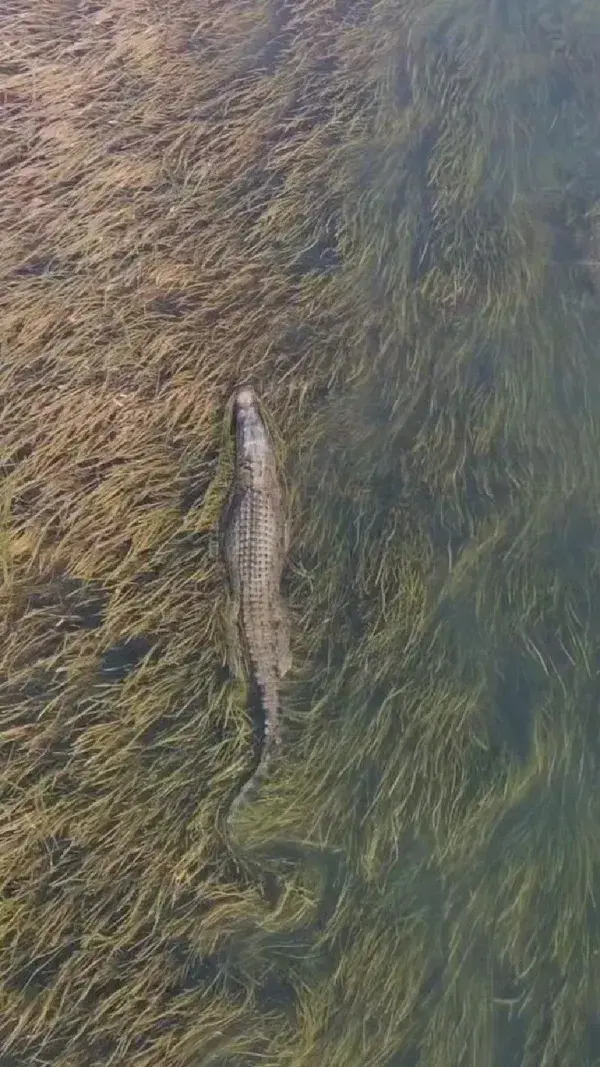 The Gatekeeper patrolling his territory 🐊