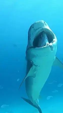 Shark with tuna head stuck inside her mouth. By @pelagicdivefuvahmulah