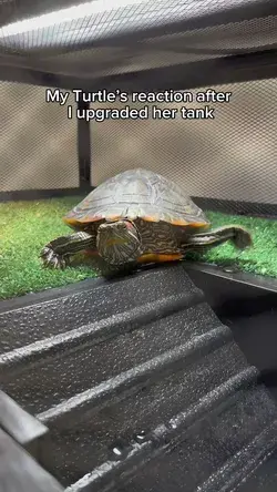 Turtle is excited about new upgrade to a larger tank