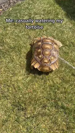 Sulcata Tortoise Dancing