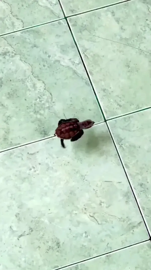 Turtle: We meet again...!