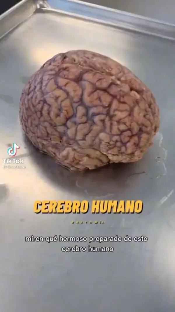 el cerebro humano 🧠