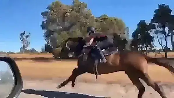 Wow🐎