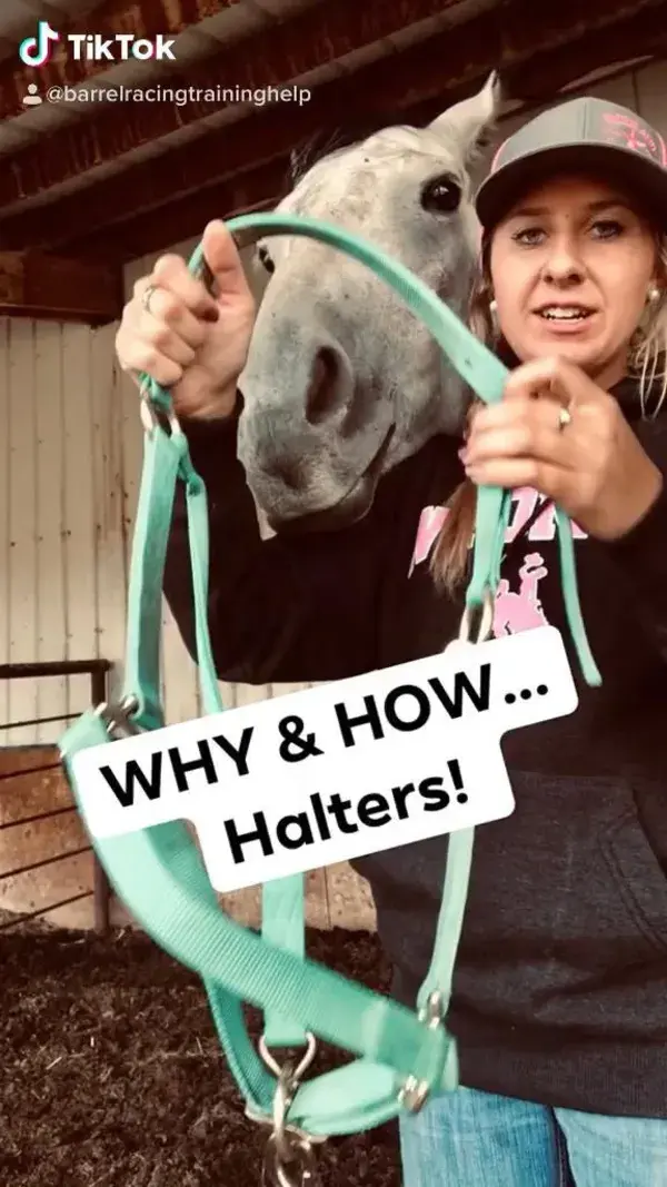 Horse halter tutorial