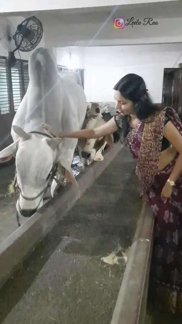 Udupi Krishna Mutt | Goshala | Cow love