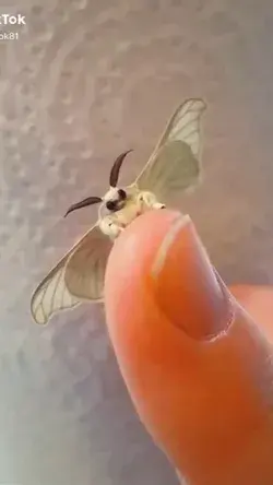 Fluff moth requires maintenance