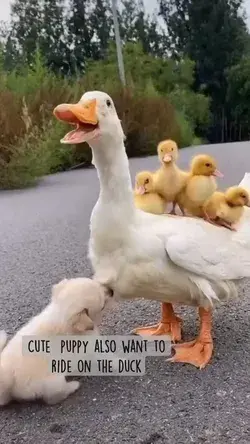 Cute Puppy also want to ride on the duck