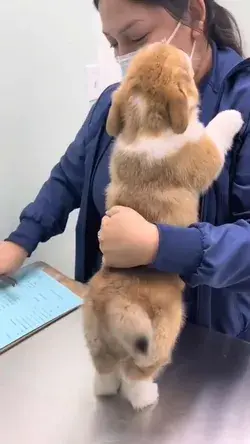 Baby Camel Figuring Out Its Feet