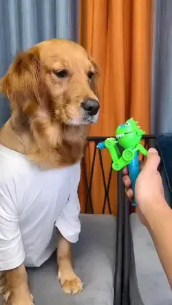 funny dog toytoys 😁