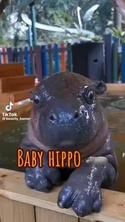 Super cute baby hippooo❤️❤️