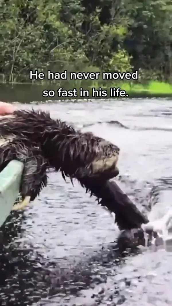 Sloths of the Amazon Rainforest. Is it fascinated by the speed of the boat, or trying to escape?