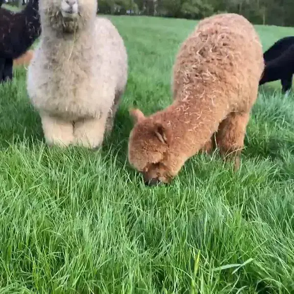 Whatever life throws at me, alpaca punch!