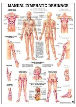 Lymphatic Drainage Laminated Anatomy Chart