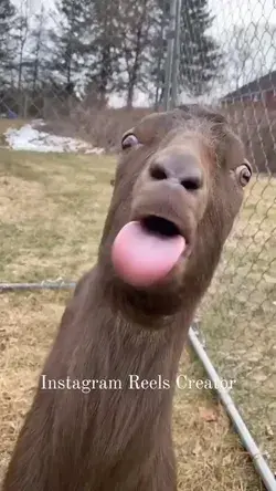 i just love this Goat