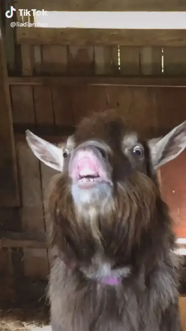 Funny Goat Being Weird