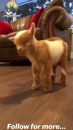 baby goat jumps around