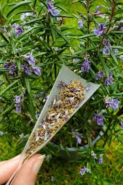 Smoking rosemary flowers