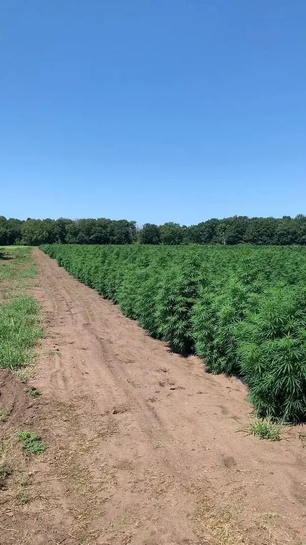 Hemp Field at 9 Weeks