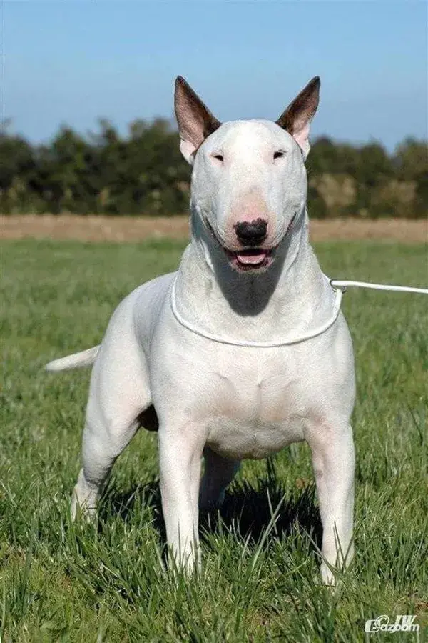 Bull Terrier Cuties: Click to Learn Amazing Facts in our Video - puppies dog tattoo animal wallpaper