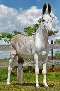 Rare Pega Donkey