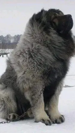 Tibetan Mastiff - The Lion Dog.