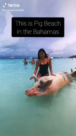 pig beach