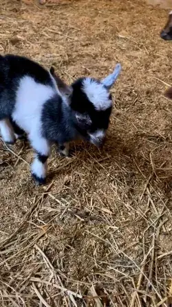 Two cute mountain goats