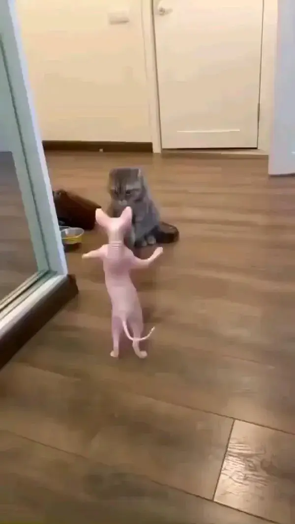 Cute Pet Cat funny dance