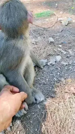 Fool me once… 🐒  🎥 Tiktok user PoorMonkey