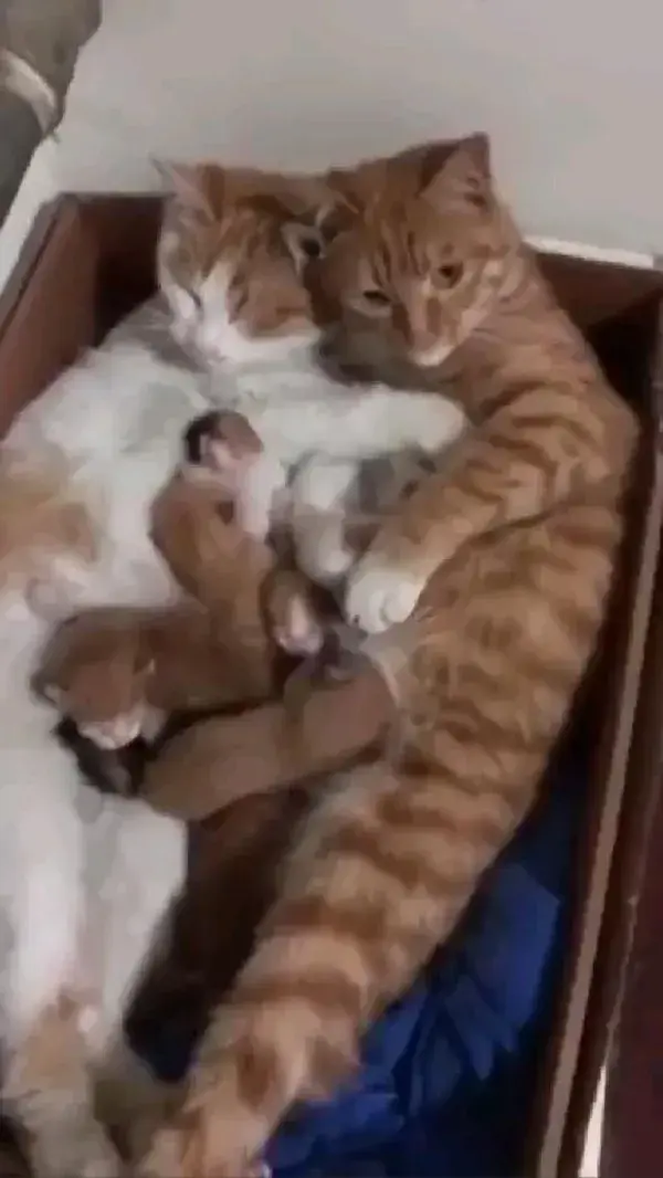 Happy Cats Family ❤️ Awwwwww😱