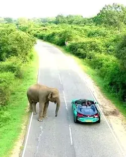 Un rinoseronte en la autopista 😱😱🎥