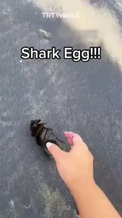 Shark eggs